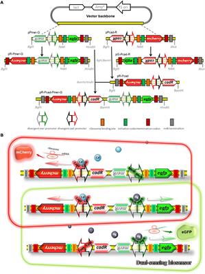 Differential Detection of Bioavailable Mercury and Cadmium Based on a Robust Dual-Sensing Bacterial Biosensor